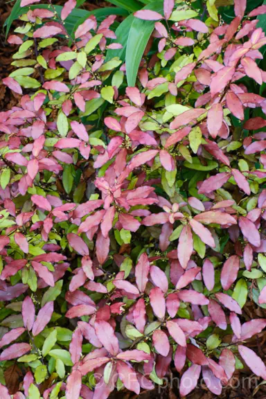 pseudowintera-burgundy-delight-1