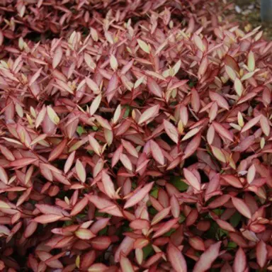 Pseudowintera 'Cherry Ripe' pink foliage.