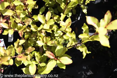 pseudowintera-lime-light-2