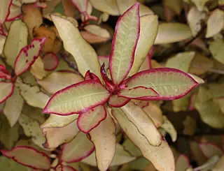 pseudowintera-colorata-