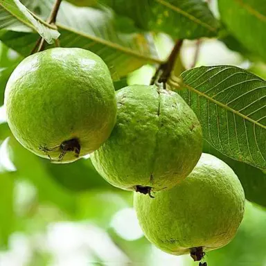 psidium-guajava-