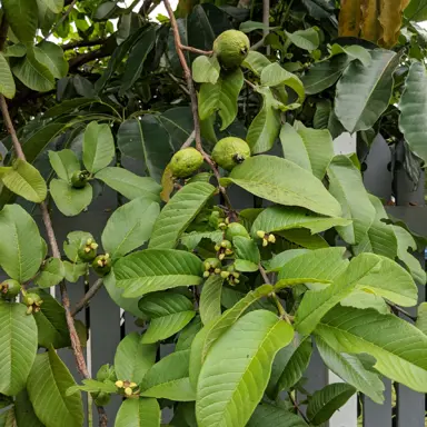 psidium-guajava-2