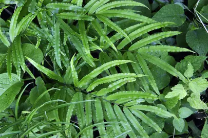 pteris-cretica-3