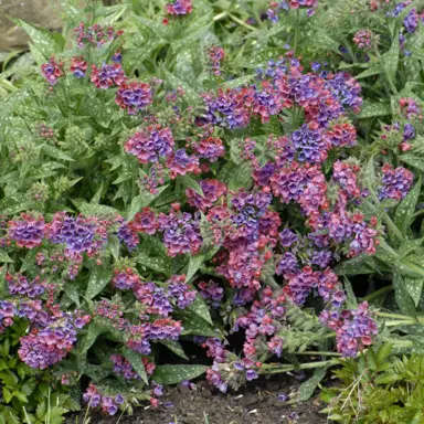 pulmonaria-raspberry-splash-1