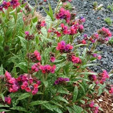 pulmonaria-raspberry-splash-2