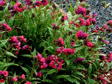 pulmonaria-raspberry-splash-4