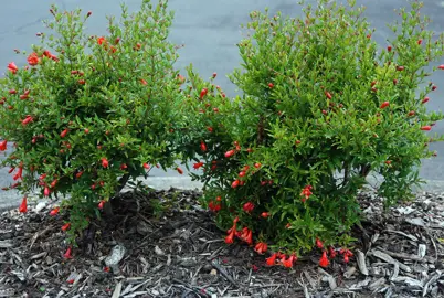 Punica granatum 'Nana' plants with red fruit.