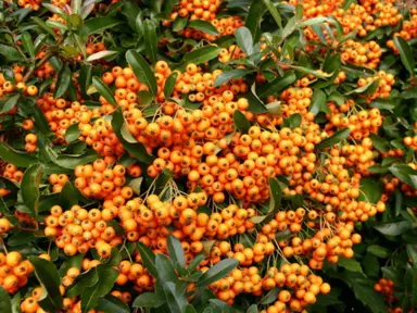 pyracantha-orange-glow-