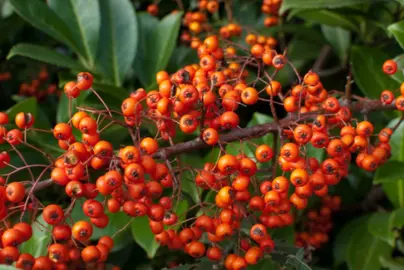 pyracantha-orange-glow-2