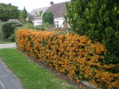 pyracantha-orange-glow-3