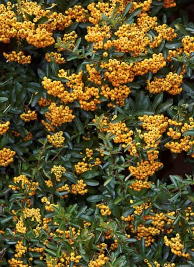 pyracantha-shawnee-1