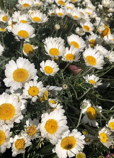 Pyrethropsis hosmariensis plant with dark green foliage and white flowers.