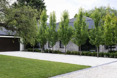 Pyrus calleryana 'Capital' trees lining a driveway.