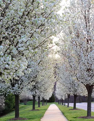 Pyrus calleryana 'Cleveland' trees lining an avenue.