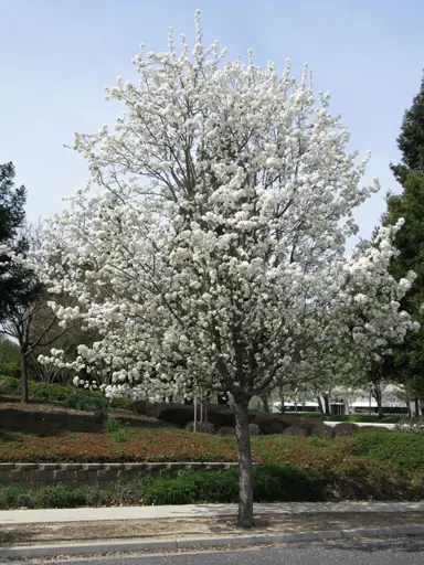 pyrus-calleryana-1