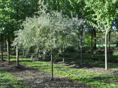 pyrus-salicifolia-pendula-3