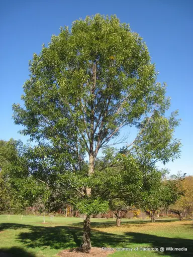 quercus-acutissima-