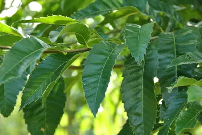 quercus-acutissima-3