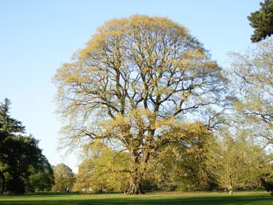 Quercus castaneifolia tree.