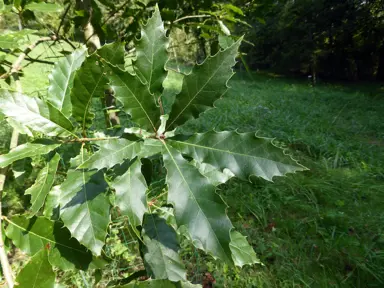 quercus-furfuracea-