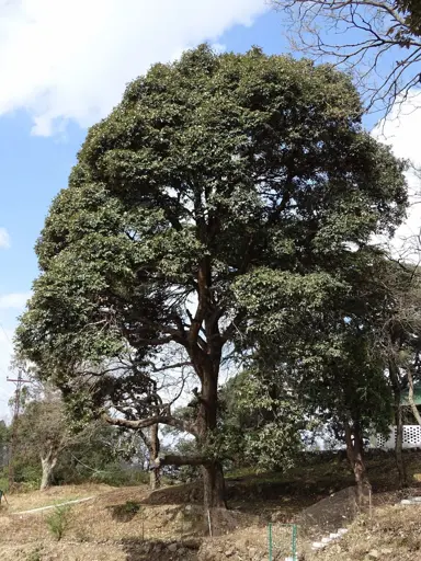 Quercus leucotrichophora tree.