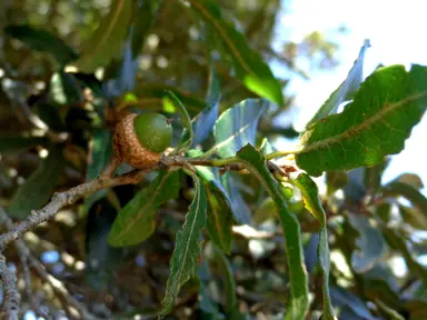 quercus-mexicana-2