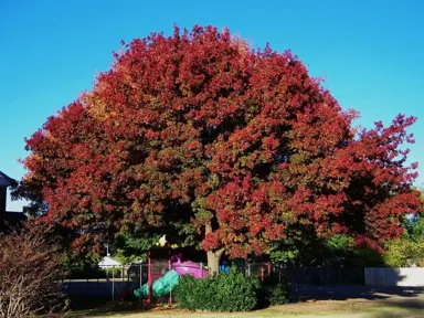 Quercus rubra maxima tree.