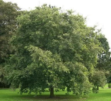 Quercus variabilis tree.