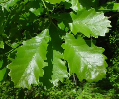 quercus-bicolour-