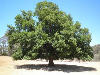 quercus-canariensis-robur-