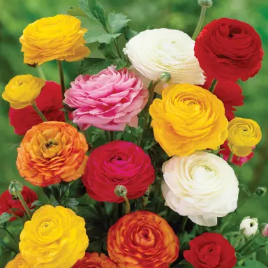 ranunculus-mixed-1