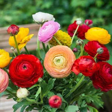 ranunculus-mixed-3