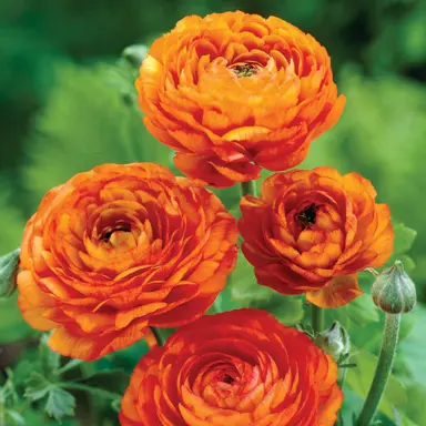 ranunculus-orange-1