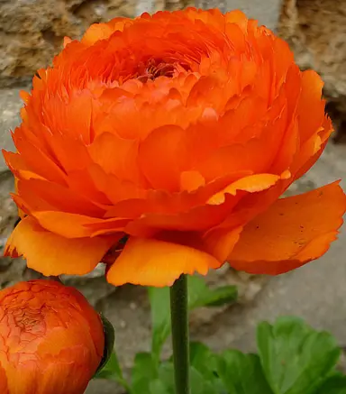 ranunculus-orange-3