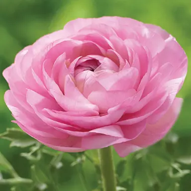 ranunculus-pink-3