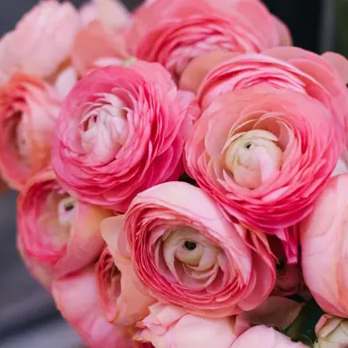 ranunculus-pink-5