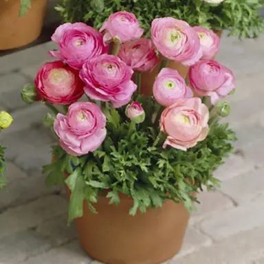 ranunculus-pink-6