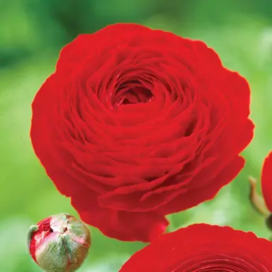 ranunculus-red-1