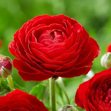 ranunculus-red-2