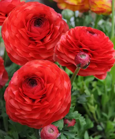 ranunculus-red-3