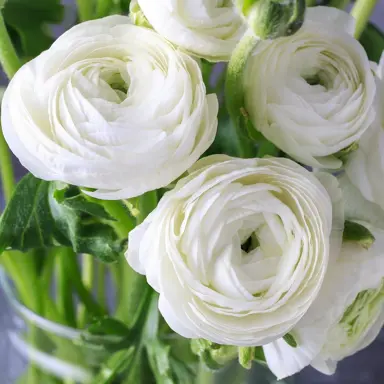 ranunculus-white-plant-