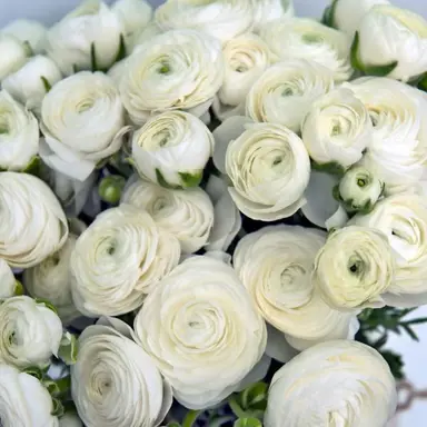 ranunculus-white-plant-1