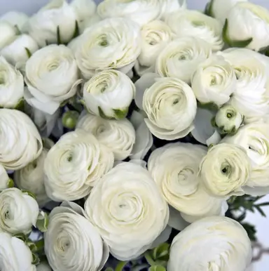 ranunculus-white-1