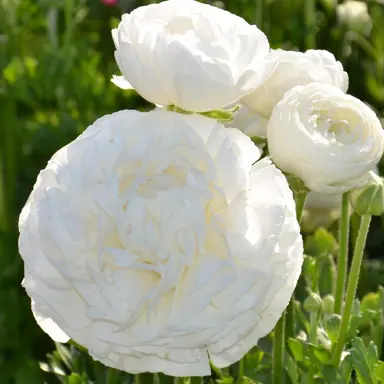 ranunculus-white-4