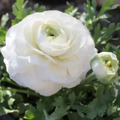 ranunculus-white-6