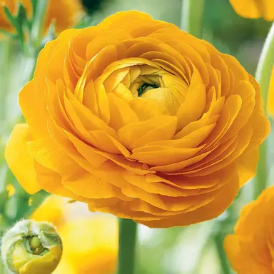 ranunculus-yellow-plant-