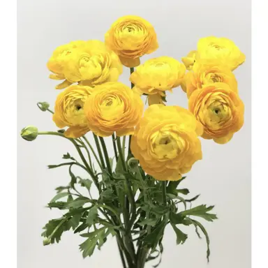 ranunculus-yellow-plant-1