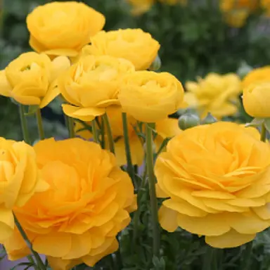 ranunculus-yellow-5