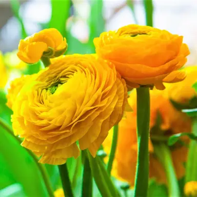 ranunculus-yellow-6