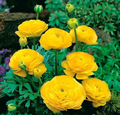 ranunculus-yellow-7